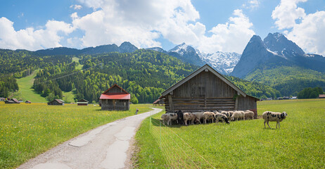 cycle path along green pasture. wooden barn with sheeps herd. springtime bavarian alps
