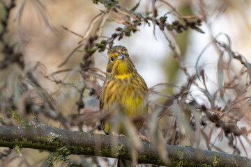 A yellowhammer Emberiza citrinella looks straight at the camera while perched on a lichen-covered branch. The soft background emphasizes its vivid yellow breast.