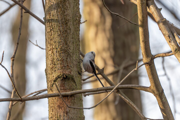 A long-tailed tit Aegithalos caudatus clings to a tree trunk in a forest. Its small round body and long tail stand out against the bark texture.