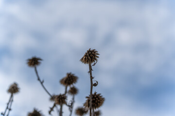 Dried flower heads of coneflowers Echinacea purpurea reach toward a cloudy sky. The sharp textures contrast beautifully with the soft blue-gray background.