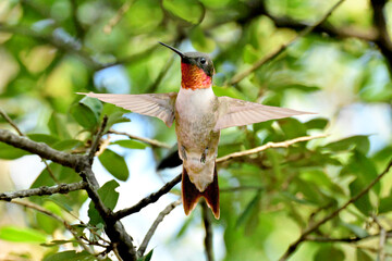 Obraz premium hummingbird in flight