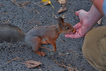 Russia, Kuzbass. A fearless squirrel is hand-fed nuts by a visitor to Zenkovsky Park.