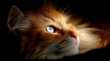 Close-up of a fluffy orange cat with striking blue eyes, illuminated against a dark background