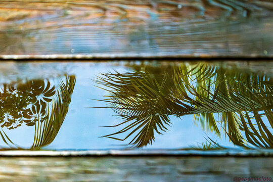 Reflejo tropical