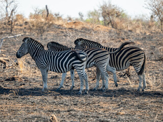 Obraz premium Zebra