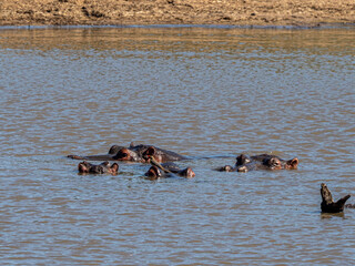 Fototapeta premium Flusspferd