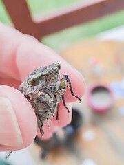 Coyuyo. Insecto grande posado sobre madera, captado en primer plano con fondo desenfocado, mostrando detalles de alas, ojos y textura corporal. Chicharra gigante.