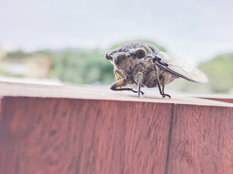 Coyuyo. Insecto grande posado sobre madera, captado en primer plano con fondo desenfocado, mostrando detalles de alas, ojos y textura corporal. Chicharra gigante.