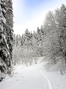 Backcountry Ski Touring or splitboard Track Snowy Forest