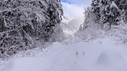 Panoramic Winter Mountain Landscape with Deep Snow and Forest