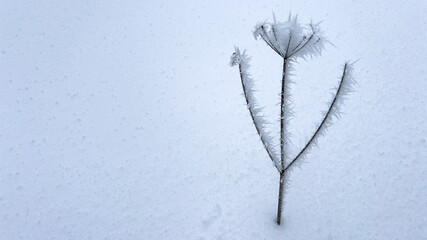 Fragile Winter Beauty of Crystalline Plant on White Canva