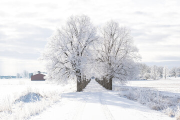 Farm barn and house in a cold winter landscape with snow and frost