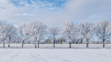 Obraz premium Winter landscape with snow and frost