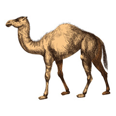 Camel realistic illustration