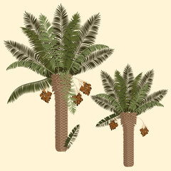 Date palm illustration