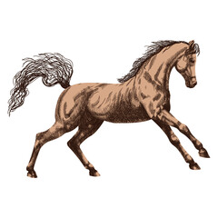 Vector illustration of a Horse in realistic style