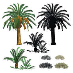 Palm realistic illustration, silhouette