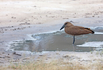 Hamerkop standing in a puddle, Okavango Delta, Botswana

