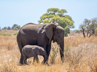 Obraz premium Elefant