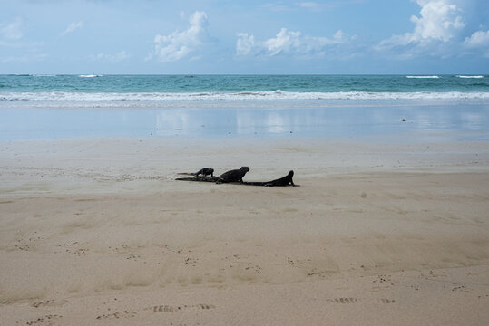 Three marine iguanas from the Galapagos Islands on Tortuga Bay beach