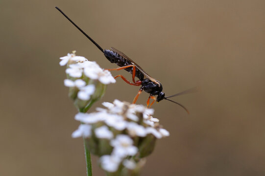 Black Slip Wasp or Ruddy-legged Ichneumon Wasp, Pimpla rufipes, seeking to lay its eggs