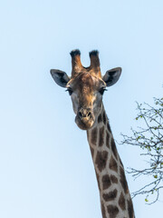 Giraffe