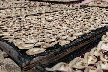 Sun dried fish on the wooden pier in the fishing village in Palau Ketam in Malaysia