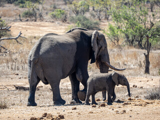 Fototapeta premium Elefant