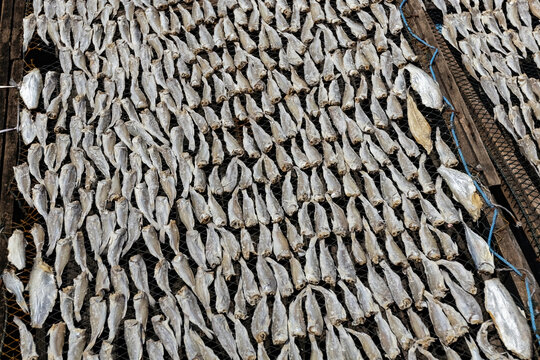 Sun dried fish on the wooden pier in the fishing village in Palau Ketam in Malaysia