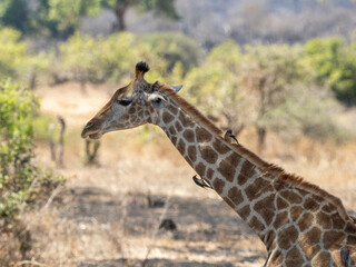 Obraz premium Giraffe