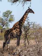 Giraffe