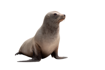Curious seal isolated on transparent background