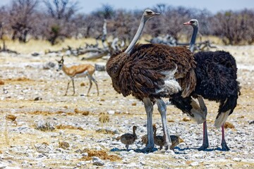 Afrikanische Strauße