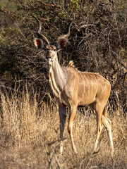 Kudu