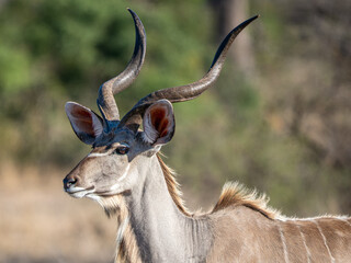Kudu