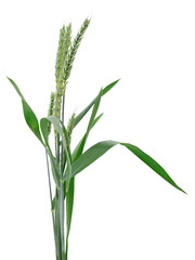 Obraz premium Green Wheat Ears Isolated on White Background
