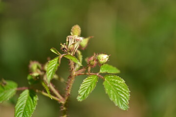 Rubus sorbifolius features compound serrated leaflets with fine hairs and a distinct pinnate structure. Photographed in Korea.