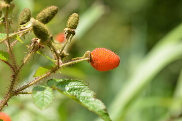 Rubus sorbifolius hollow red drupelet fruit clusters forming soft textured summer berries with distinctive airy structure