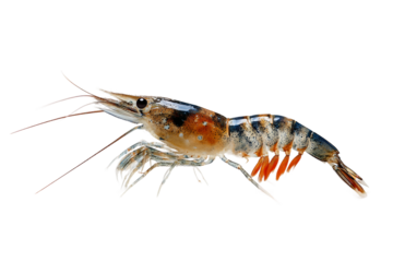Cooked shrimp isolated on transparent background