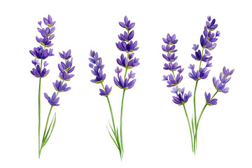 Naklejka premium Delicate Lavender Sprigs Hand Drawn Watercolor Flowers Illustration