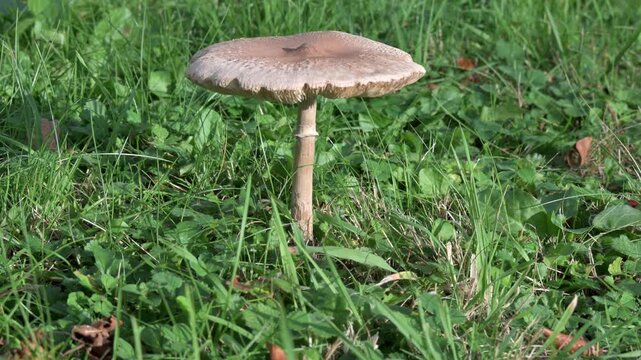 Parasol Mushroom (Macrolepiota procera) growing in a church yard. Panning shot in an arc. October, Kent, UK. 