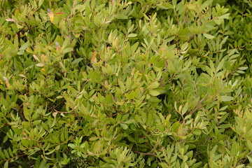 Dense green foliage background with natural leaves and organic plant texture