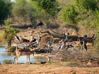 Naklejka premium Marabu