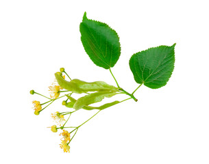 Fototapeta premium Linden flowers isolated on a white background, top view