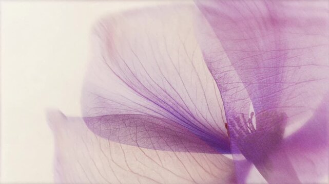 Dreamy 4K macro animation of purple flower blooming and gently swaying on white background
