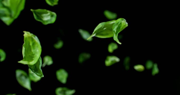 Fresh basil leaves floating and drifting gracefully in ultra slow motion at 1000 fps. Detailed texture and organic movement isolated against a dark background.
