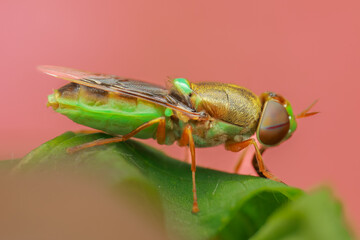 fly on green leaf