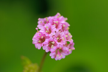 close up of little flowers