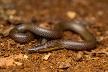 snake in the mud, shield tail snake,