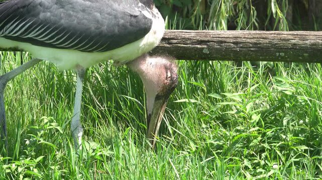 Marabout bird looking to eat in grass